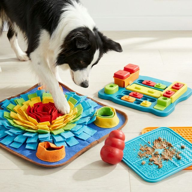 Rainy Day Activities to Keep Your Dog Busy Indoors